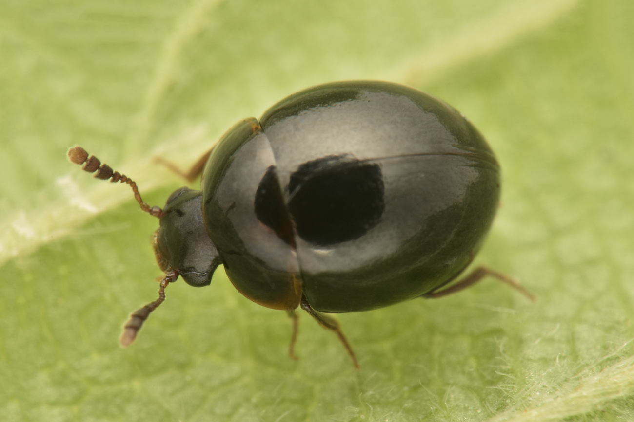 Leiodidae: Amphicyllis sp?